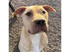 Adopt JUNO a Tan/Yellow/Fawn - with White American Pit Bull Terrier / Mixed dog