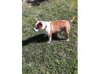 Adopt Daisey a Brown/Chocolate - with Black Boxer / Bull Terrier / Mixed dog in
