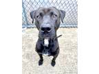 Adopt Hasbro a Black Pit Bull Terrier / Mixed dog in Chicago, IL (41533482)