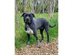 Adopt Maggie (6230) a Black - with White Australian Cattle Dog / Pit Bull