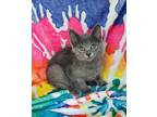 Adopt 6236 (Clay) a Gray or Blue Domestic Shorthair / Mixed (short coat) cat in