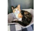 Adopt 6243 (Layla) a Calico or Dilute Calico Calico / Mixed (short coat) cat in