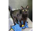 Adopt 6244 (Sunshine) a All Black Domestic Shorthair / Mixed (short coat) cat in