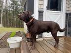 Adopt Graham a Brown/Chocolate Labrador Retriever / Mixed dog in Hartland