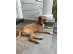 Adopt Axle a Beagle dog in New York, NY (41511779)