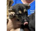 Adopt 24-05-1533e Deb a Hound (Unknown Type) / Mixed dog in Dallas