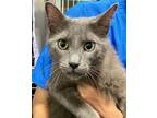 Adopt 24-05-1591 Lucus a Domestic Shorthair / Mixed (short coat) cat in Dallas