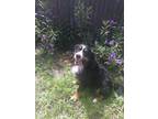 Adopt Murray a Tricolor (Tan/Brown & Black & White) Bernese Mountain Dog / Mixed