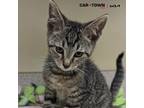 Adopt Edward a Domestic Shorthair / Mixed cat in Lexington, KY (41532307)