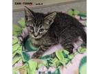 Adopt Alphonse a Domestic Shorthair / Mixed cat in Lexington, KY (41532306)