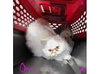 Adopt Orin a White (Mostly) Himalayan (long coat) cat in Joplin, MO (41533273)