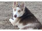 Adopt Ben a Brown/Chocolate - with White Husky / Mixed dog in Belton