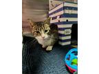 Adopt Lazlo a Domestic Shorthair / Mixed cat in Port McNicoll, ON (41533323)