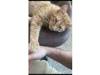 Adopt Alfie a Orange or Red Tabby / Mixed (short coat) cat in Dallas