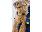 Adopt Ruger a Brown/Chocolate - with Black Welsh Terrier / Mixed dog in Dexter