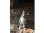 Adopt Cosmo a Brown Tabby Domestic Shorthair / Mixed (short coat) cat in San