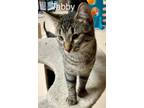 Adopt Tabby a Domestic Shorthair / Mixed cat in Stouffville, ON (41533315)