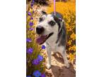 Adopt TALLYHOO a Black - with White Siberian Husky / Mixed dog in Tucson