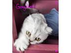 Adopt Grey Pawpon a Gray, Blue or Silver Tabby Scottish Fold (short coat) cat in