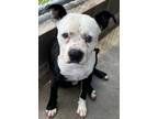 Adopt Gus a Black - with White Terrier (Unknown Type, Medium) / Mixed dog in