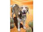 Adopt SNOOPY a Gray/Silver/Salt & Pepper - with White Beagle / Mixed dog in