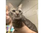 Adopt Fog a Domestic Shorthair / Mixed cat in Raleigh, NC (41480386)