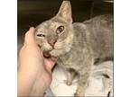 Adopt Bell a Domestic Shorthair / Mixed cat in Raleigh, NC (41479392)