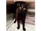 Adopt Peony a Domestic Shorthair / Mixed cat in Raleigh, NC (41486196)