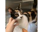 Adopt Gabriella a Domestic Shorthair / Mixed cat in Raleigh, NC (41491489)