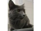 Adopt Louie a Domestic Mediumhair / Mixed cat in Raleigh, NC (41533142)
