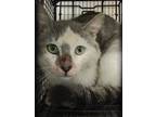 Adopt a Domestic Shorthair / Mixed cat in Raleigh, NC (41533140)