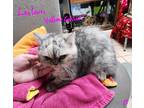 Adopt Leilani a Gray, Blue or Silver Tabby Munchkin (short coat) cat in Joplin