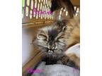 Adopt Azaria a Tan or Fawn Tabby Persian (long coat) cat in Joplin