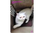 Adopt Astarian a White Exotic (short coat) cat in Joplin, MO (41533050)