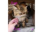 Adopt Arya a Tan or Fawn Tabby Persian (long coat) cat in Joplin, MO (41533048)