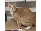 Adopt GUS a Orange or Red Tabby Domestic Shorthair (short coat) cat in Tucson