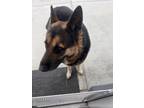 Adopt Blue a Black German Shepherd Dog / Mixed dog in Chula Vista, CA (41533045)