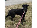 Adopt Ridge a Black Retriever (Unknown Type) / Mixed dog in SILOAM SPRINGS