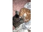 Adopt Sir and Dude a Orange or Red Domestic Mediumhair / Mixed (medium coat) cat