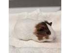 Adopt CORONA a Guinea Pig small animal in Tucson, AZ (41533027)