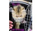 Adopt Azula a Brown Tabby Persian (long coat) cat in Joplin, MO (41533058)