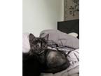 Adopt Lil wheezy a Tortoiseshell American Shorthair / Mixed (short coat) cat in