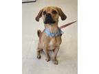 Adopt Gordie (Underdog) a Brown/Chocolate Pug / Beagle / Mixed (short coat) dog