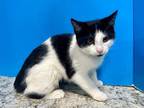 Adopt Vany a Black & White or Tuxedo Domestic Shorthair (short coat) cat in