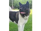 Adopt Koda a Black - with White Akita / Mixed dog in Lemont, IL (41532975)