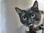 Adopt a All Black Domestic Shorthair cat in Wildomar, CA (41532973)