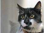 Adopt a All Black Domestic Shorthair cat in Wildomar, CA (41532972)