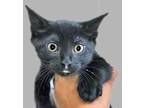 Adopt a All Black Domestic Shorthair cat in Wildomar, CA (41532971)