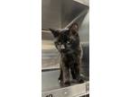 Adopt Scooter a All Black Domestic Shorthair / Mixed Breed (Medium) / Mixed