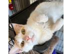 Adopt Punkin a Orange or Red (Mostly) Domestic Shorthair (short coat) cat in